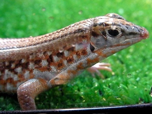 画像3: ニシキカタトカゲＷＣメイビーペア (3)