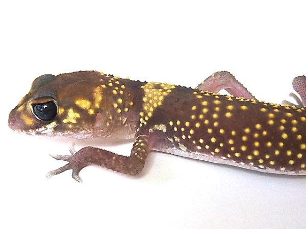 画像3: アンダーウッディーサウルスミリー ☆Ｂ (3)