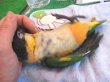 画像5: ズグロシロハラインコ♂（お迎え頂きました♪） (5)