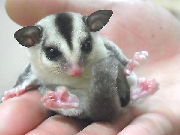 画像4: ホワイトフェイス★国産ベビー♀（ご売約頂きました） (4)