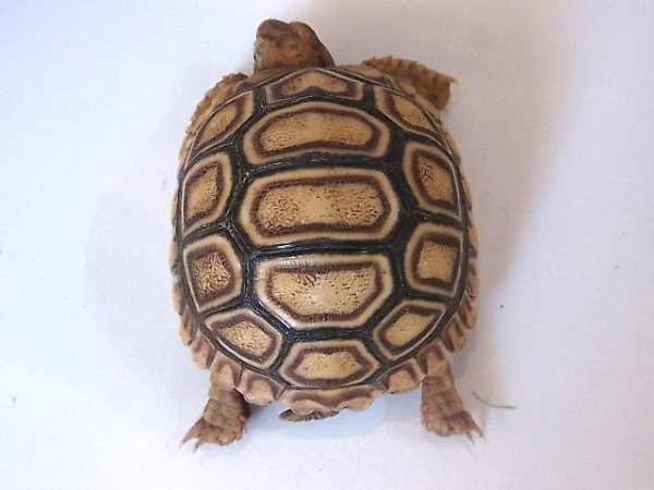 画像5: ケニア東部産　ヒョウモンリクガメベビー★１（ご売約頂きました） (5)