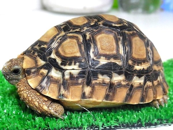 画像3: ソマリアリクガメ★Rift valley産(Ａ個体）ご予約済 (3)