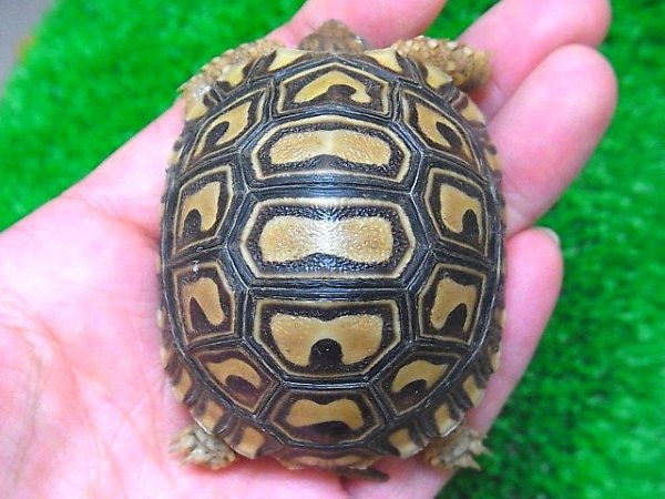 画像2: ケニア東部産　ヒョウモンリクガメベビー★４ (2)