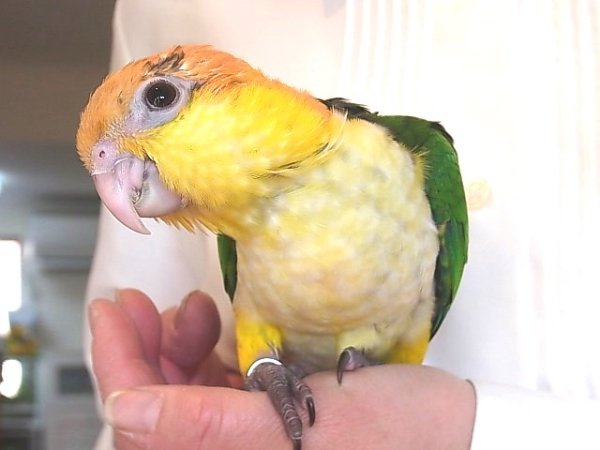 画像4: シロハラインコＢＩＩ８Ｅ６８３☆♂（お迎えいただきました） (4)