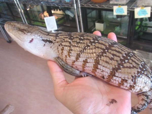 画像3: メラウケアオジタトカゲ☆ハイホワイト（国内ＣＢ）完売しました (3)