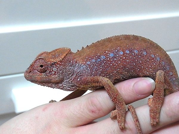 画像4: レッドトップスパイニーカメレオン★ペア(商談中） (4)