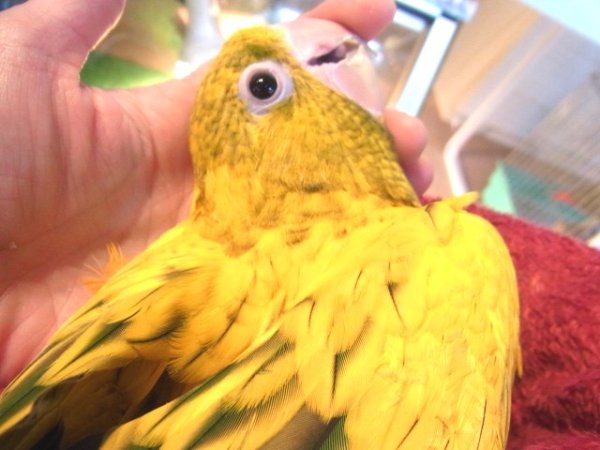 画像3: ニョオウインコ★♀（お迎えいただきました） (3)