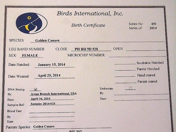 画像4: ニョオウインコ★♀（お迎えいただきました） (4)