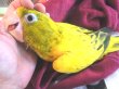 画像1: ニョオウインコ★♀（お迎えいただきました） (1)