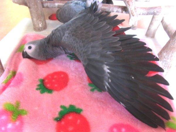 画像4: ヨウム　ＢＩＩ１Ｉ　２０８　☆♂（お迎え頂きました） (4)