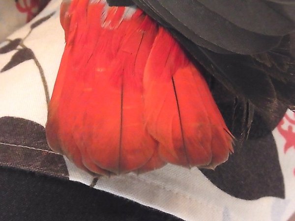 画像5: ヨウム　ＢＩＩ１Ｉ　２０８　☆♂（お迎え頂きました） (5)