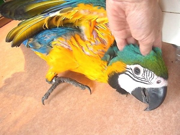 画像2: ルリコンゴウインコ (2)