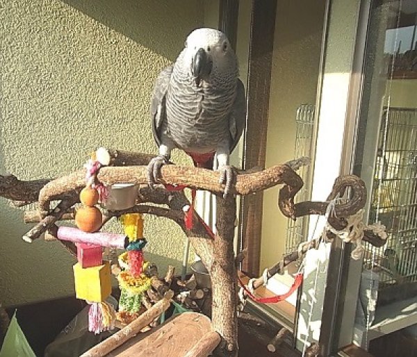 画像4: ヨウムＢＩＩ１Ｉ０４４☆♀  お迎え頂きました♪ (4)