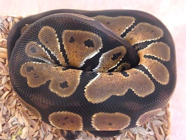 画像2: ボールパイソンＦＨベビー★ブラックバックタイプ♀ (2)