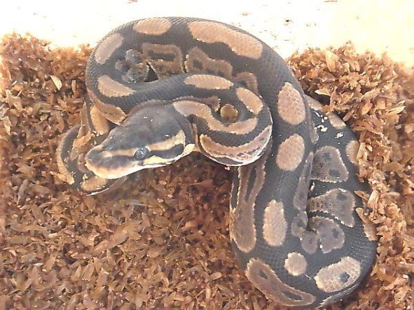 画像4: ボールパイソンＦＨベビー（Ｎ様ご売約済） (4)