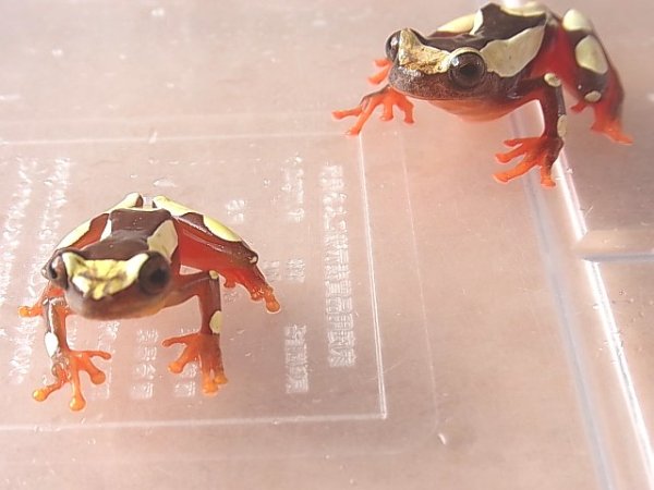 画像2: フチドリアマガエル★ペアＢ (2)