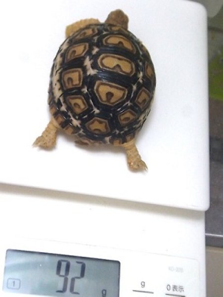画像4: ケニア東部産　ヒョウモンリクガメベビー★６ (4)