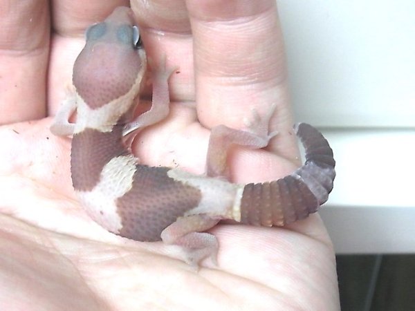 画像4: キャラメル・アルビノＵＳＣＢ★１個体 (4)