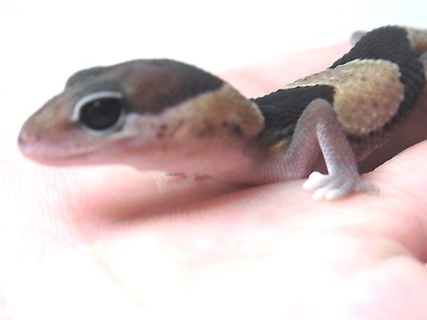 画像2: ホワイトアウトシブリング・ＵＳＣＢ★２個体 (2)