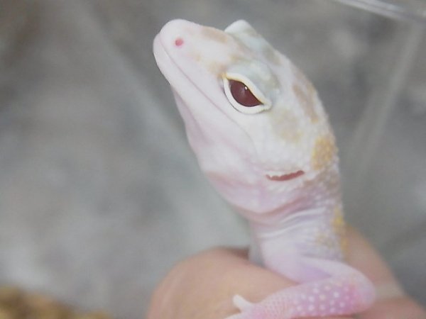 画像5: ドリームシクル★ＵＳＣＢ (5)