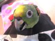 画像5: キビタイボウシインコ♀☆３月２９日生まれ(お迎え頂きました） (5)