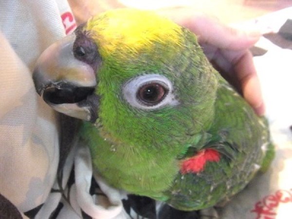キビタイボウシインコ 3月29日生まれ お迎え頂きました Exotic Supply エキゾチックサプライ キビタイボウシインコ 3月29日生まれ お迎え頂きました Exotic Supply エキゾチックサプライ