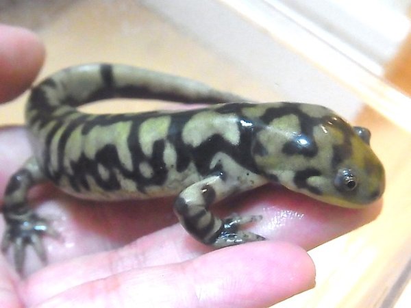 画像2: タイガーサラマンダーＮ様ご売約済 (2)