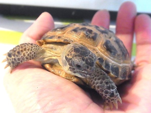 画像4: ロシアリクガメ★ベビーＣ (4)