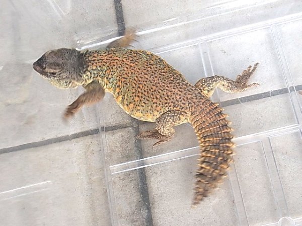 画像4: サバクトゲオアガマ★♀(レッド） ご売約済 (4)