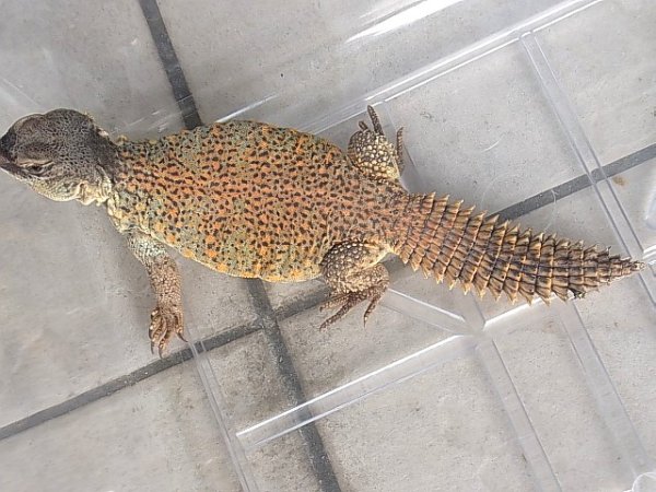 画像2: サバクトゲオアガマ★♀(レッド） ご売約済 (2)