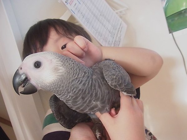 画像4: ヨウム　ＢＩＩ１Ｉ４０６☆♂（お迎え頂きました♪） (4)