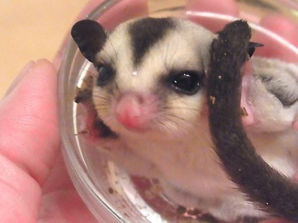 画像4: ホワイトフェイス☆国産ベビー♂(完売致しました） (4)