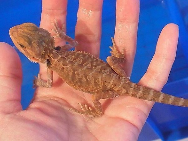 画像2: フトアゴヒゲトカゲ★スーパーレッドトランスレザー♂ (2)