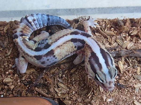 画像2: ホワイトアウト・ＵＳＣＢ☆Ａ3個体 (2)