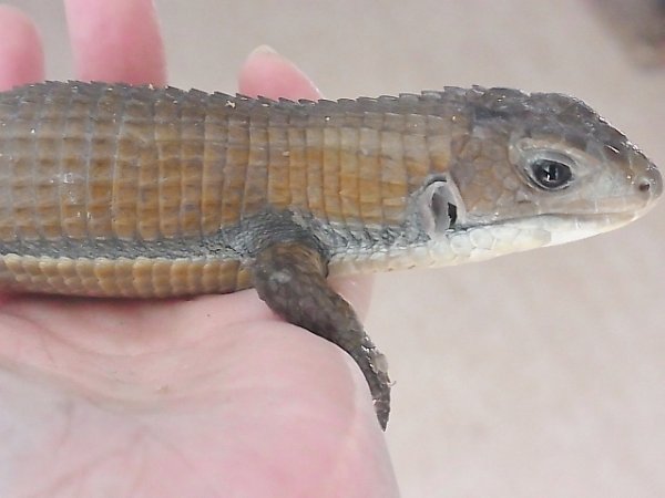 画像4: ヒガシオニプレートトカゲ☆ぴかぴかヤング (4)