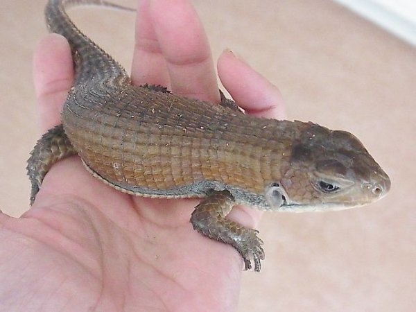 画像5: ヒガシオニプレートトカゲ☆ぴかぴかヤング (5)