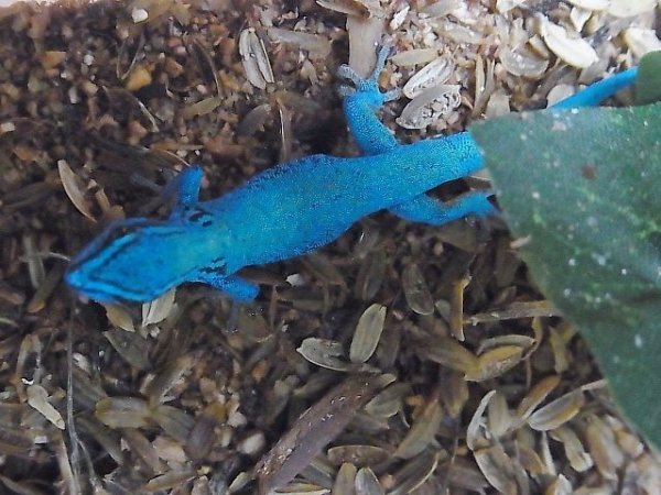 画像2: ターコイズブルーゲッコー★ペア (2)