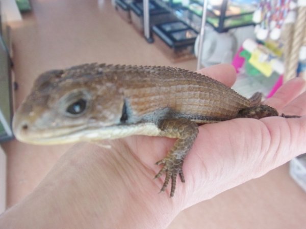 画像2: ヒガシオニプレートトカゲ☆ぴかぴかヤング (2)