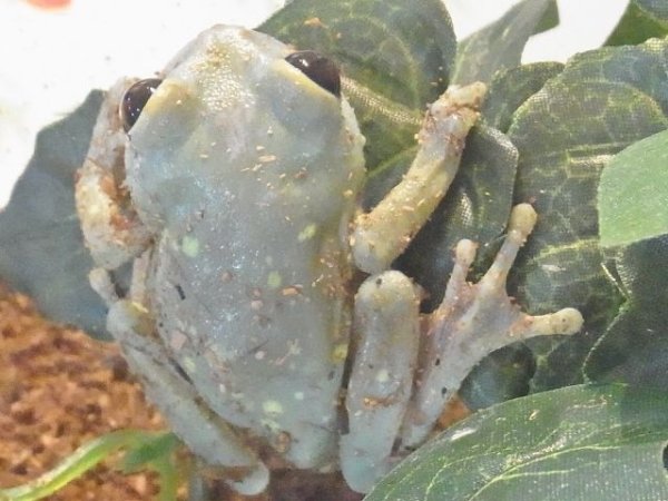 画像3: ウルグルオオクサガエルメニースポット♂(完売しました） (3)