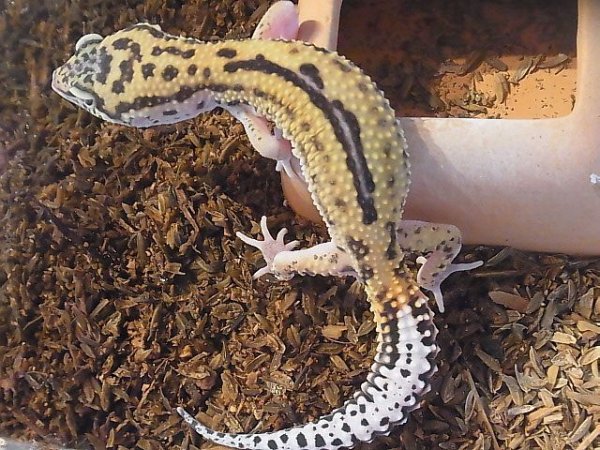 画像2: リバースストライプ☆ＵＳＣＢ (2)