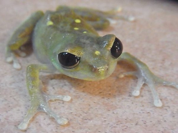画像5: ウルグルオオクサガエルメニースポット♂(完売しました） (5)