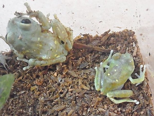 画像2: ウルグルオオクサガエルメニースポット♂(完売しました） (2)