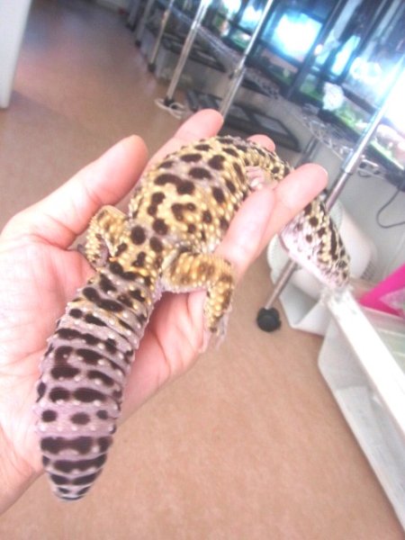 画像4: スーパージャイアントゴジラヘテロアルビノ♂ (4)