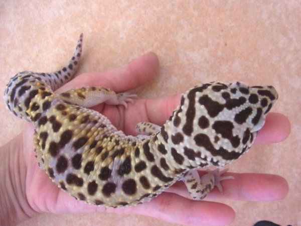 画像2: スーパージャイアントゴジラヘテロアルビノ♂ (2)