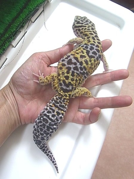 画像4: スーパージャイアントゴジラヘテロアルビノ♀ (4)