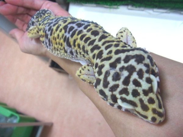 画像5: スーパージャイアントゴジラヘテロアルビノ♀ (5)