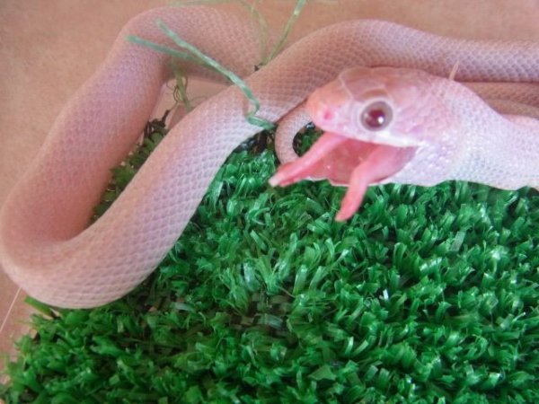 画像5: ブリザード☆ＵＳＣＢ☆ペア (5)