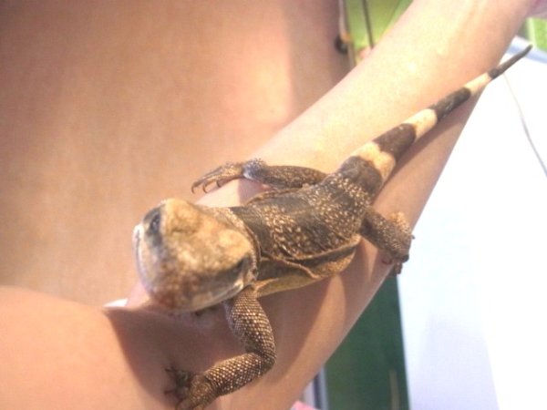 画像2: キタチャクワラＡ (2)