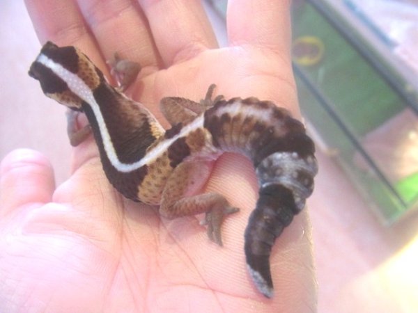 画像3: ゼロストライプ☆ＵＳＣＢ（ご売約いただきました） (3)