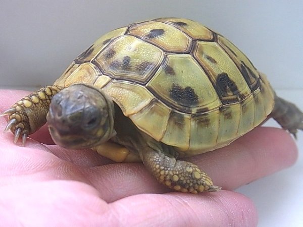 画像5: ヘルマンリクガメ☆ＥＵＣＢ★Ｃ (5)